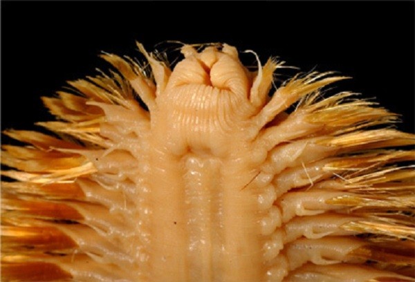 5[-]loài[-]sâu[-]đáng[-]sợ[-]nhất[-]hành[-]tinh[-]8